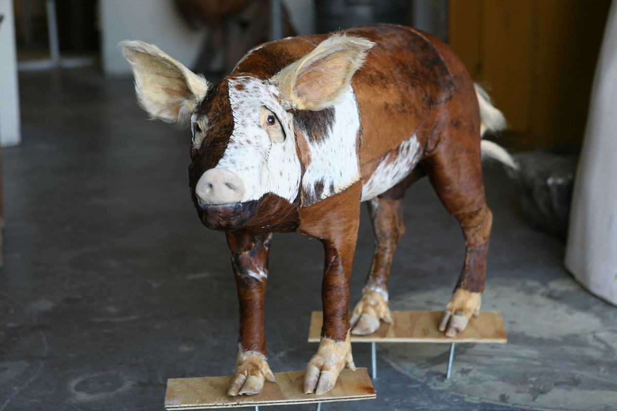  | Selected Works | Glenn Kaino, Graft (Pig), 2006, Taxidermy pig, cow skin, wood, 36 x 12 x 4 inches, Courtesy of the artist | 13