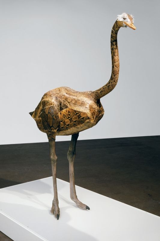  | Selected Works | Glenn Kaino, Graft (Ostritch), 2008, Taxidermy ostritch, python skin, wood, plexiglas, lightbox, 96 x 96 x 50 inches, Courtesy of Private Collection | 15