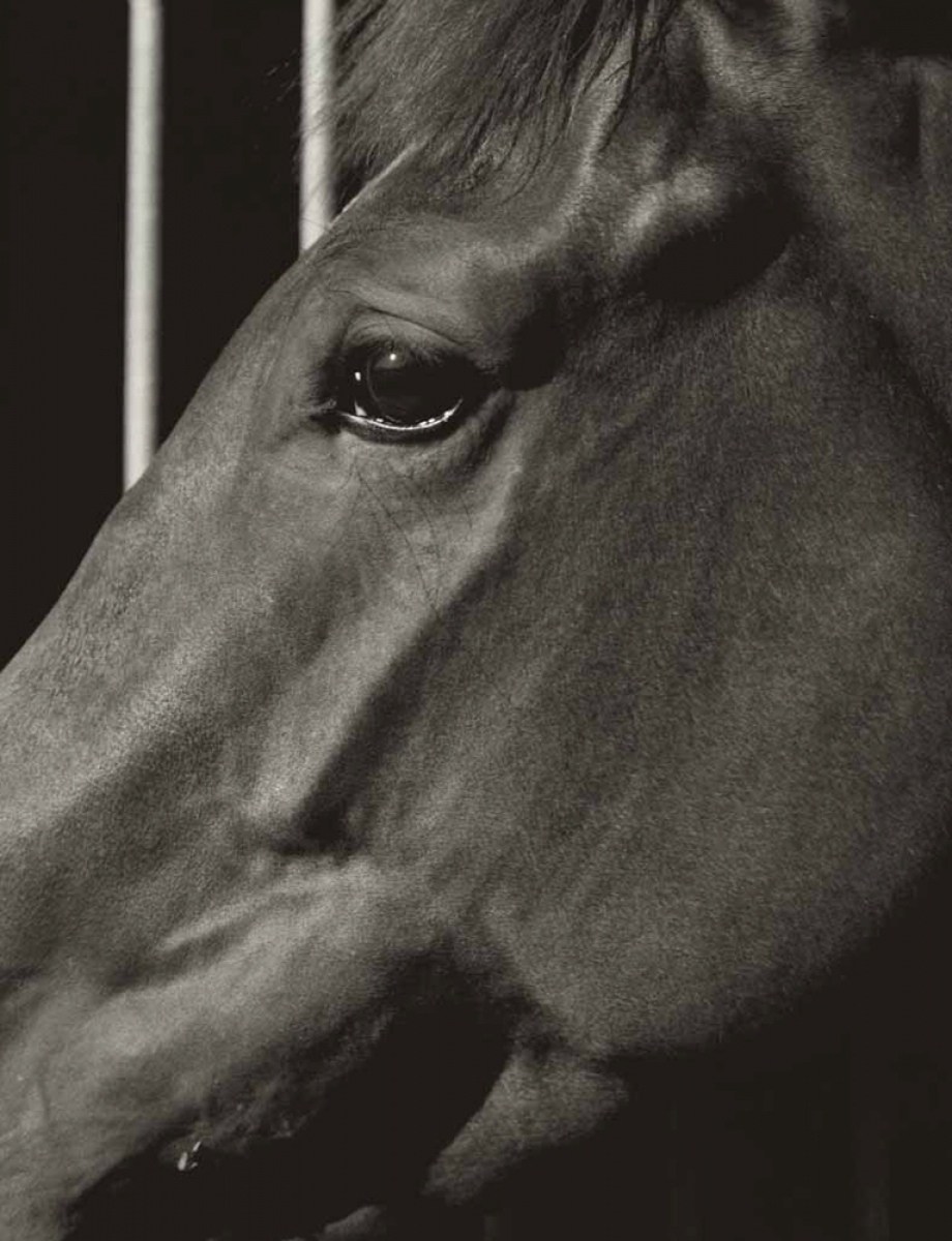 Koto Bolofo | Horse Power | 29