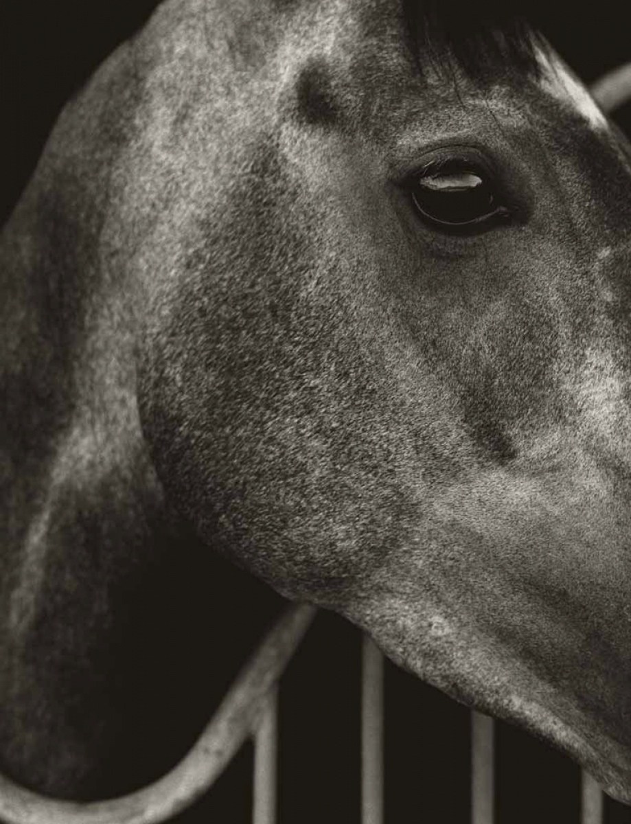 Koto Bolofo | Horse Power | 6