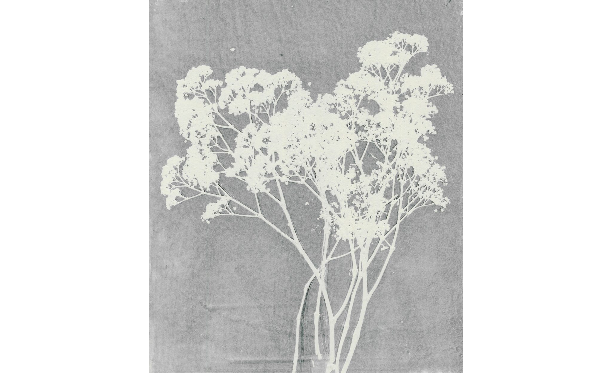  | Herbarium | 3