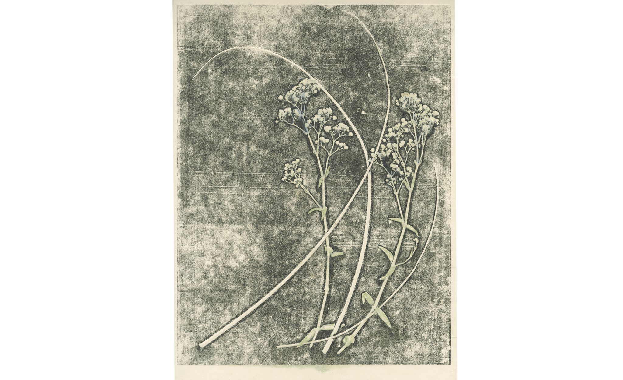  | Herbarium | 8