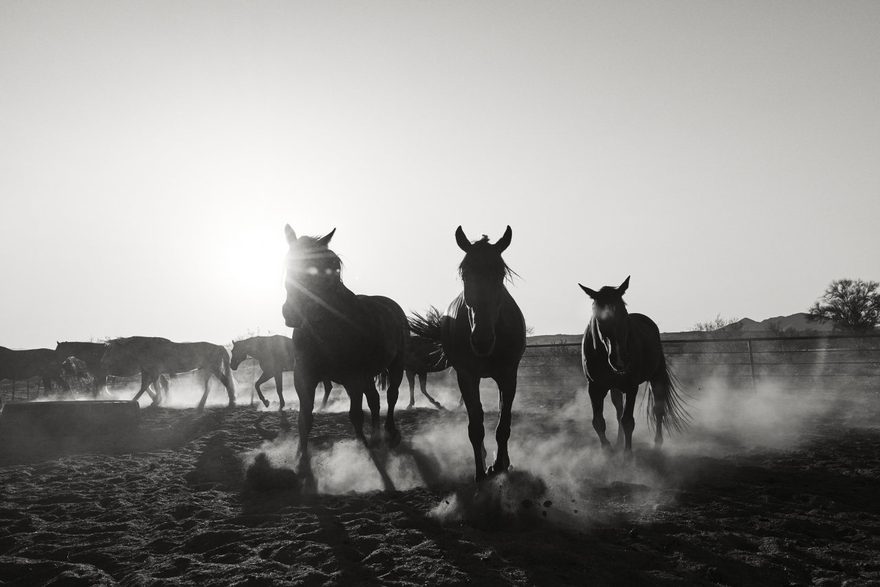 The Frye Company campaign