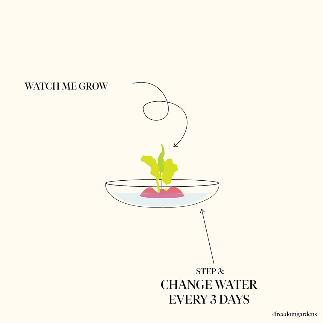 Studio Lily Kwong Visuals - Studio Lily Kwong Visuals