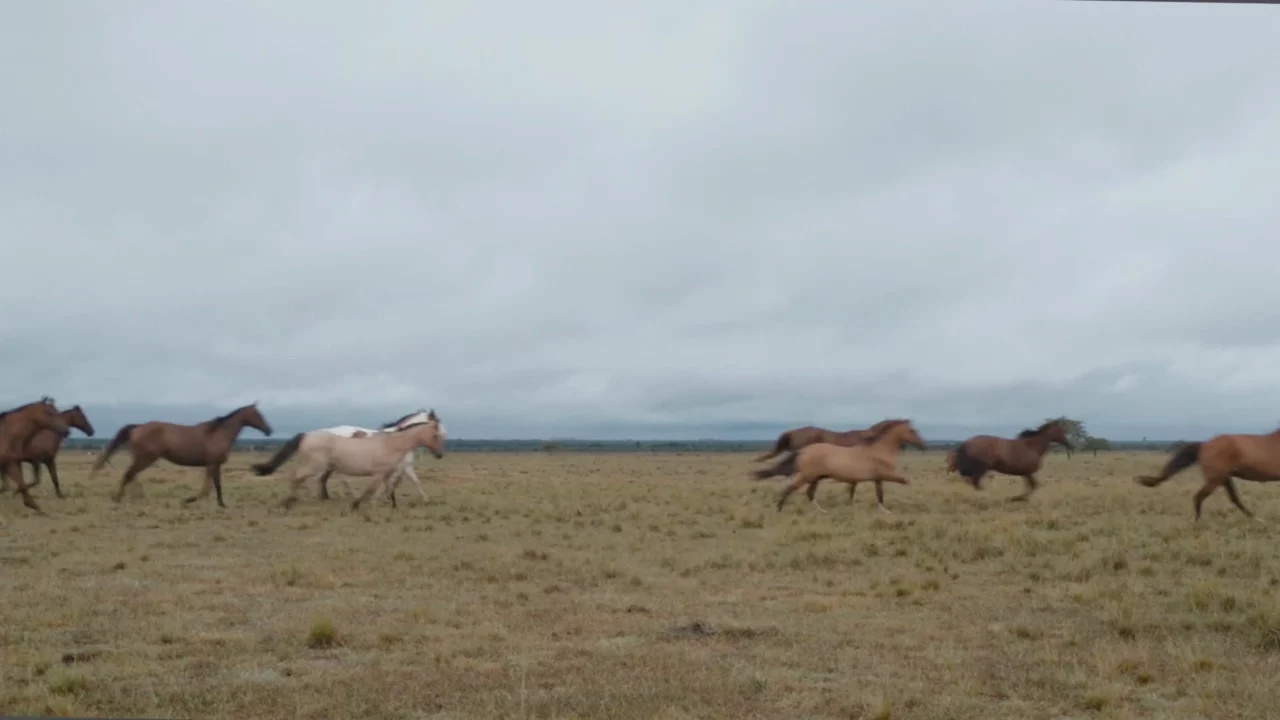 'Gauchos & Patrons’