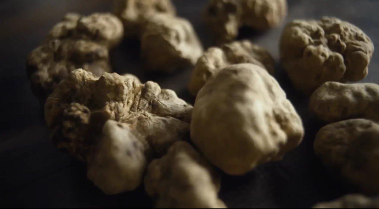 Maison de la Truffe x NOWNESS – 'The White Truffle’